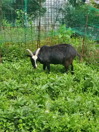 賀茂別雷神社の動物