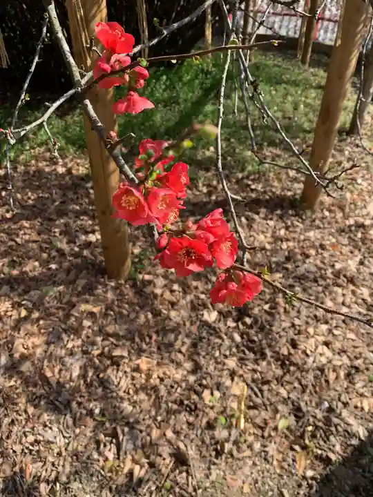 冠稲荷神社の自然