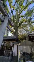 新熊野神社(京都府)