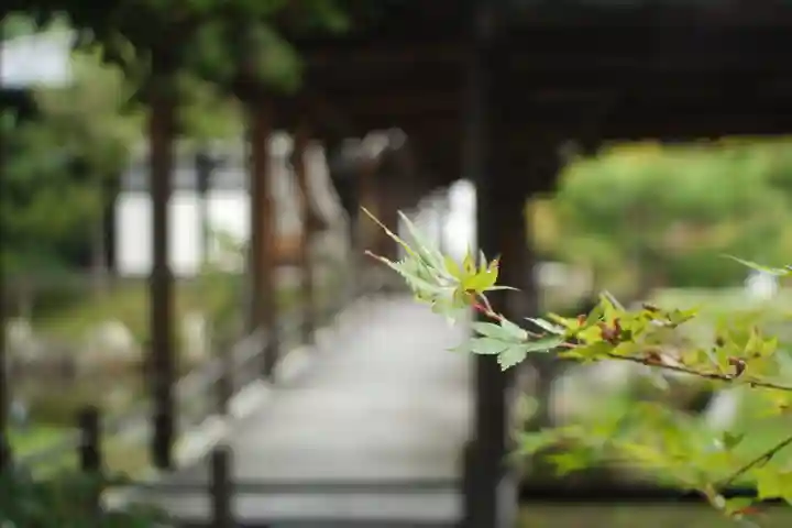 高台寺(高台寿聖禅寺・高臺寺)(京都府)