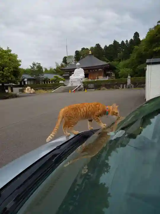 御誕生寺(猫寺)(福井県)