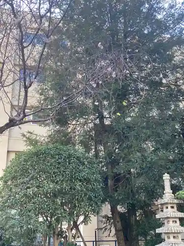 成願寺(神奈川県)