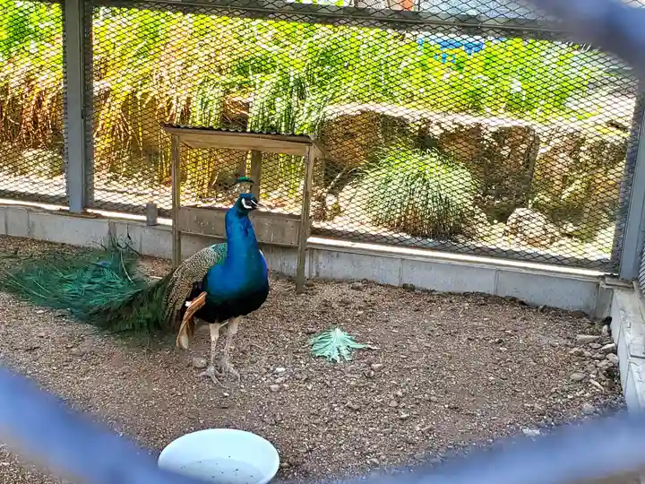 天台宗 五大山 白毫寺の動物
