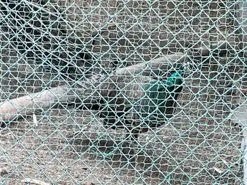 進雄神社の動物