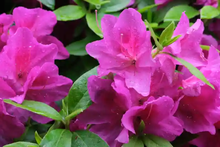 和泉國一之宮 大鳥大社の自然