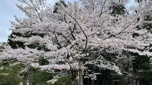 隨心院（随心院）の自然