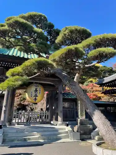 長谷寺の山門・神門