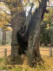 赤坂氷川神社(東京都)