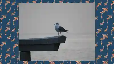 大洗磯前神社(茨城県)