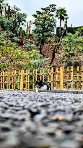 白金氷川神社の動物