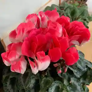 豊景神社の自然(2020年12月13日(日) 06時22分54秒投稿)