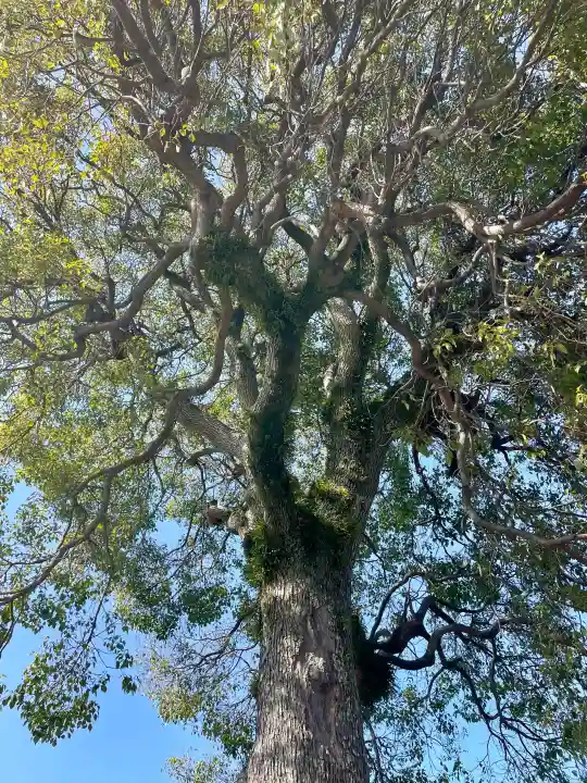 蓮光寺の{uncategorized: "未分類", other: "その他", undefined: "問題あり", building: "その他建物", grave: "お墓", sacred_gate: "鳥居", guardian: "狛犬", statue: "像", buddha: "仏像", history: "歴史", nature: "自然", garden: "庭園", animal: "動物", pagoda: "塔", temizu: "手水舎", mountain_gate: "山門・神門", sanctuary: "本殿・本堂", subordinate: "末社・摂社", art: "芸術", scenery: "景色", jizo: "地蔵", ema: "絵馬", goshuin: "御朱印", omikuji: "おみくじ", items: "授与品その他", amulet: "お守り", goshuincho: "御朱印帳", eats: "食事", festival: "お祭り", votive_dance: "神楽", shichigosan: "七五三参", wedding: "結婚式", experience: "体験その他", initially: "初詣", around: "周辺", anti_infection: "感染症対策"}