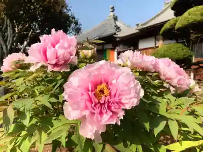 真言宗　善通寺派　薬王寺(香川県)