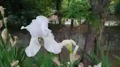 平野神社の自然