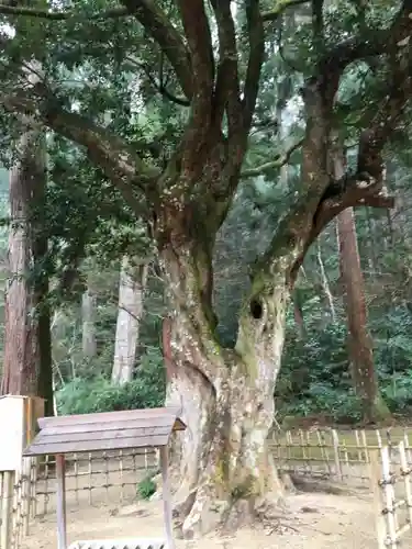 小國神社の自然