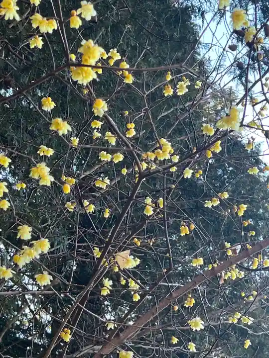 宝登山神社奥宮(埼玉県)