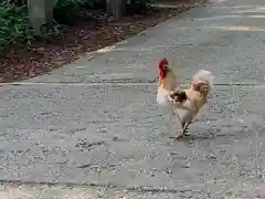 伊佐須美神社の動物