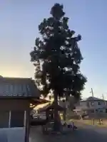 秋葉神社の自然