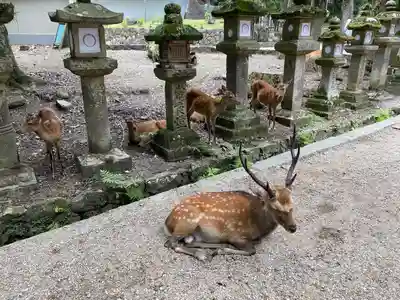 春日大社(奈良県)