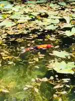 根道神社の動物