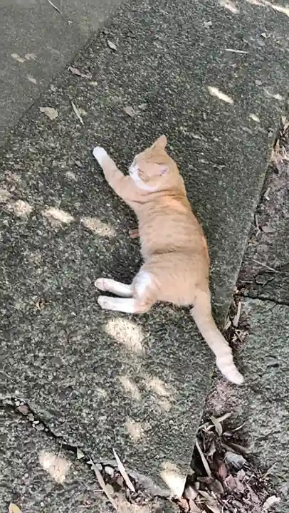 恋の水神社の動物
