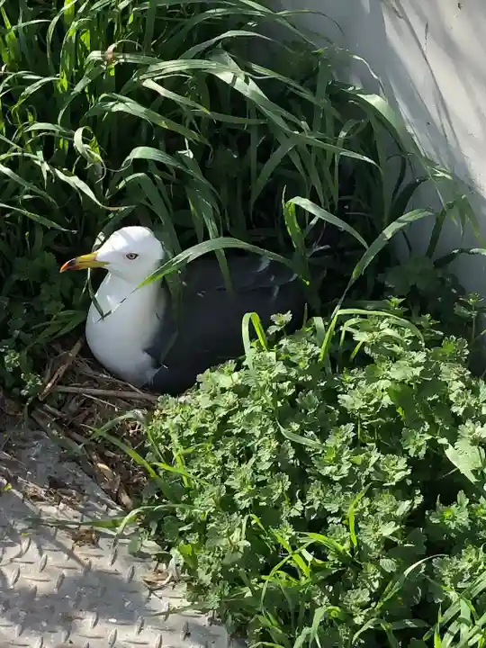 蕪嶋神社の動物