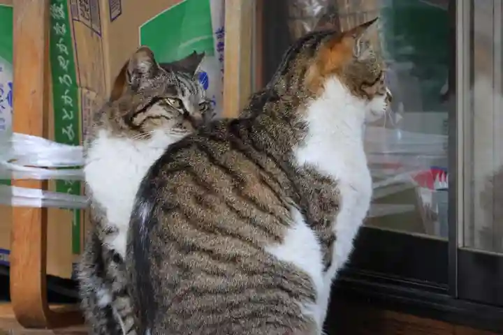 阿邪訶根神社の動物