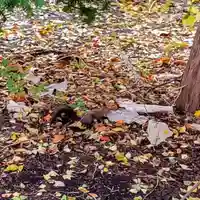彌彦神社 (伊夜日子神社)(北海道)