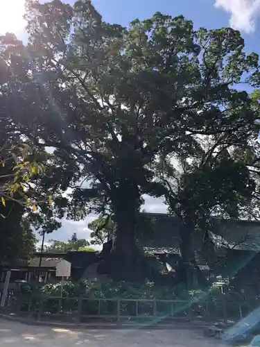 太宰府天満宮の自然