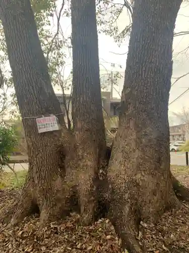 伊勢田神社の自然