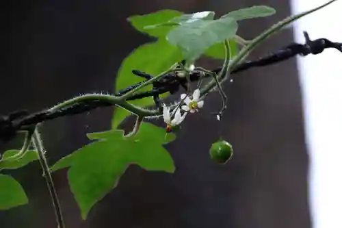 愛宕神社の自然