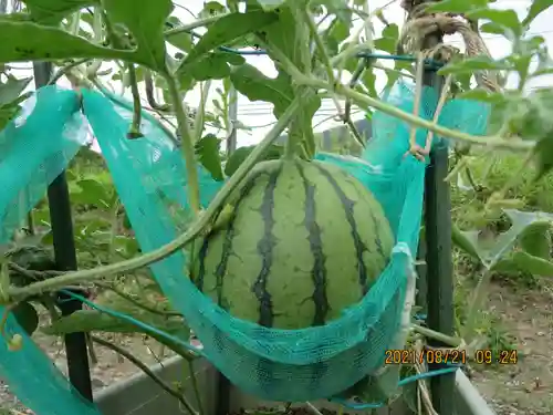 高司神社〜むすびの神の鎮まる社〜の自然