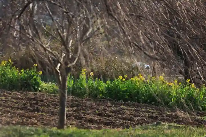 阿久津「田村神社」(郡山市阿久津町)旧社名:伊豆箱根三嶋三社の周辺