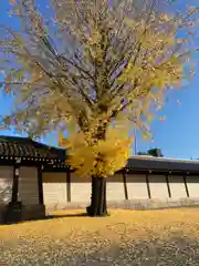 本願寺（西本願寺）の自然