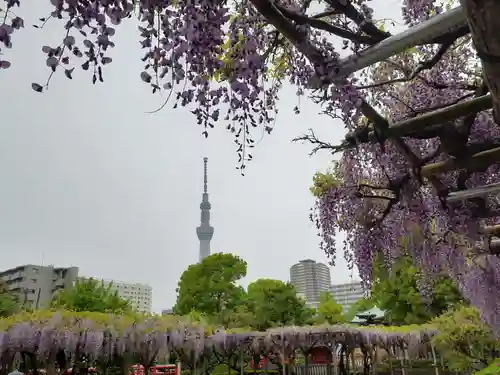 亀戸天神社の景色