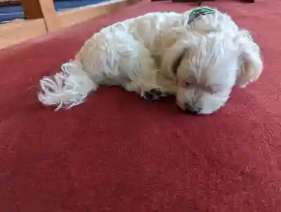 本昌寺(京都府)