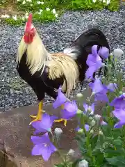 観音寺の動物