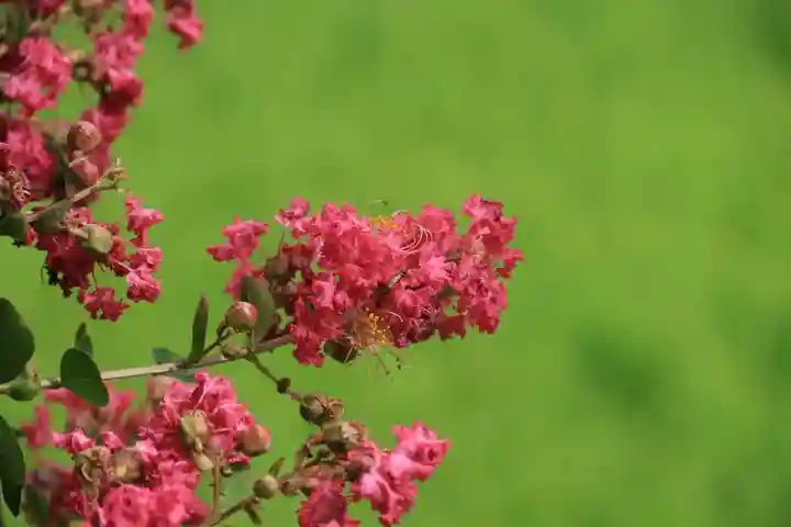 鹿島大神宮の庭園