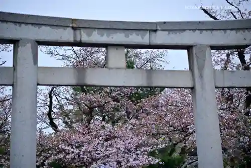 三嶋大社の鳥居