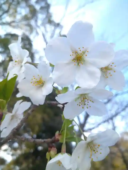 足高神社の自然