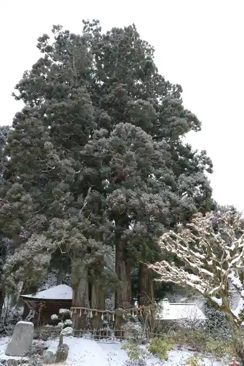 金剛三昧院の自然