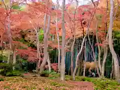 祇王寺(京都府)