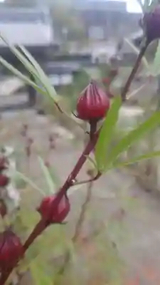 井際山 如意輪寺(愛知県)