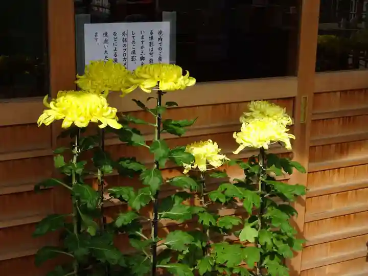 菊名神社の自然