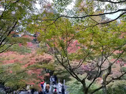 東福禅寺（東福寺）(京都府)