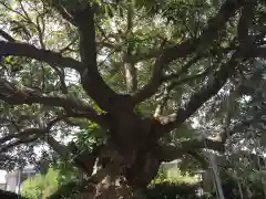 龍口明神社の自然