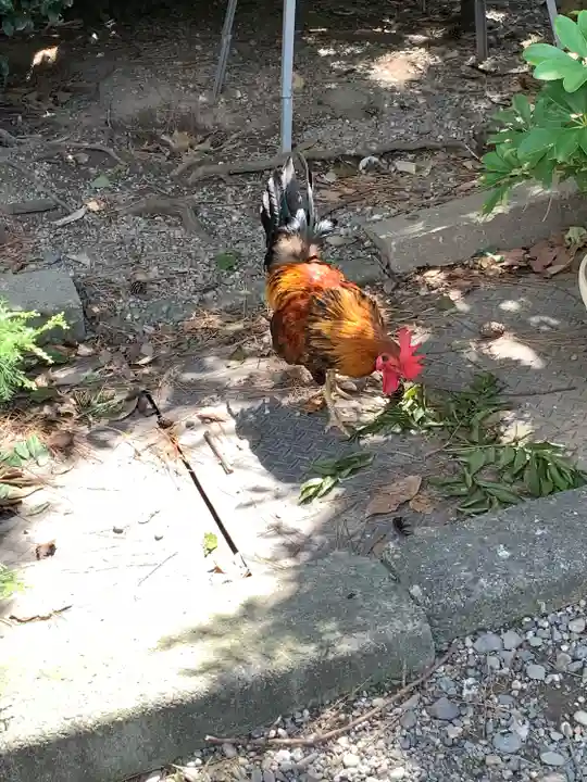 高知大神宮の動物