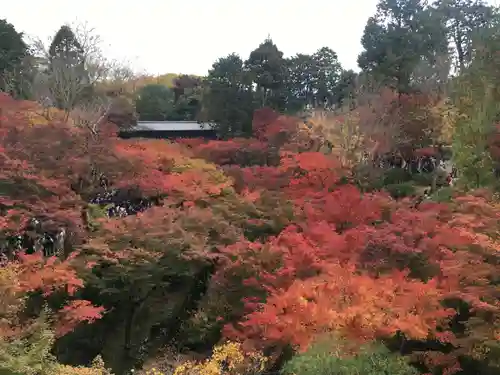 東福禅寺（東福寺）の自然