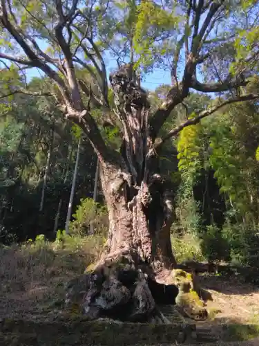武雄神社(佐賀県)