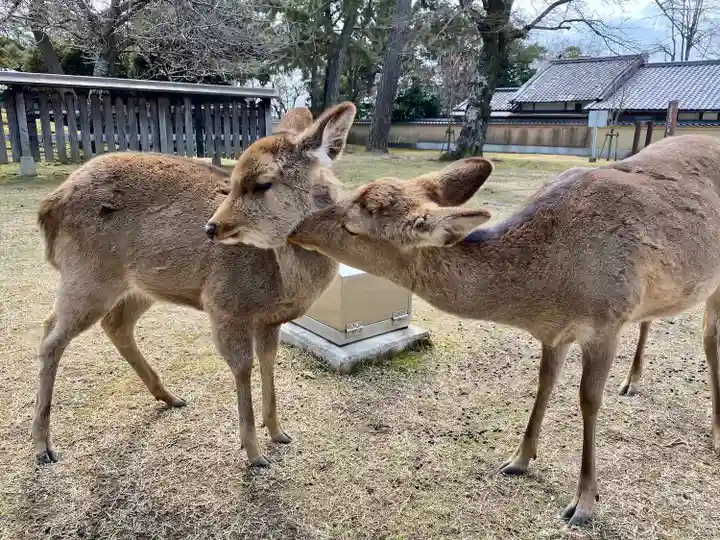 興福寺(奈良県)